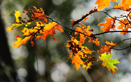 Autumn Leaves - leaves, orange, green, autumn