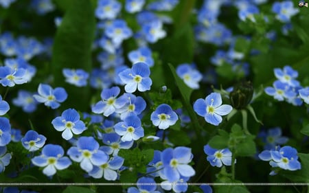 Blue Flowers - cute, cool, blue, sweet