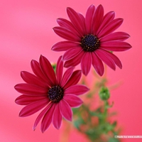 Dark Pink Flower