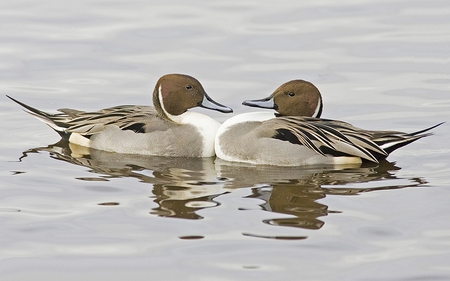 Head On Collision - male, water, ducks, pintail