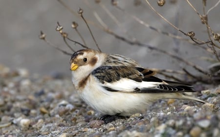 Snow Bunting - snow, yellow, bunting, bill