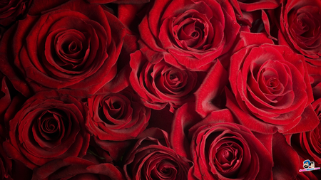 Red Roses - valentine, pretty, roses, red