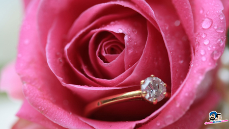 Rose And Ring - pretty, ring, rose, love