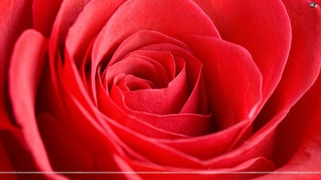 Beautiful Rose - pretty, beautiful, valentine, rose, love