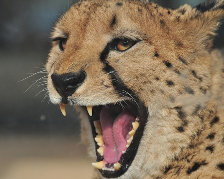 CHEETAH - raubtiere, gepard, cheetah, cats