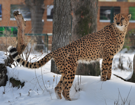 cheetah in the snow - vienna, cheetah, cats, zoo