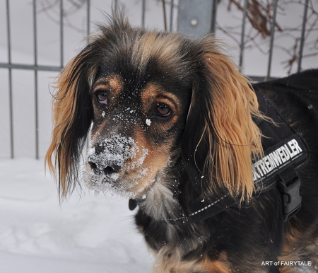 SARA IN THE SNOW - hunde, sara, lovely, dogs