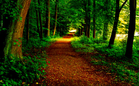 Path - pretty, trees, beautiful, beauty, grass, forest, lovely, leaves, tree, path, nature, green, way, woods