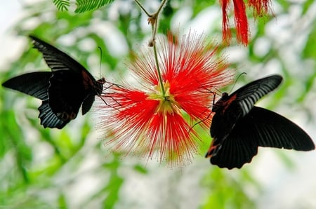 Black Butterflies - picture, animals, beautiful, summer, flowers, black, spring, butterflies