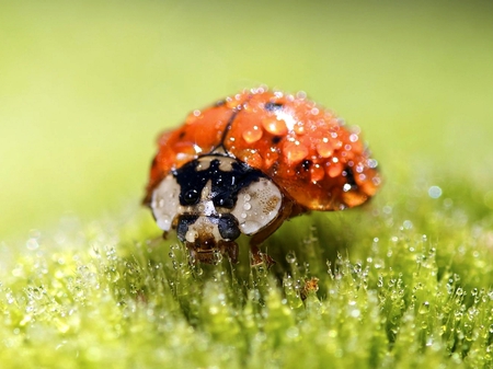 Wet Ladybug - wet, picture, cool, ladybug