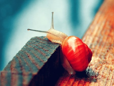 Snail - picture, snail, cool, beautiful