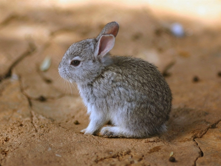 Cute Rabbit - beautiful, rabbit, cute, picture