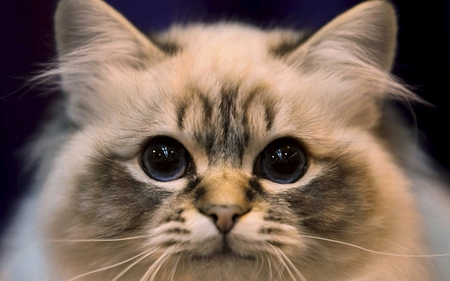 friend - cat, kitty, eyes, innocent, look, cute