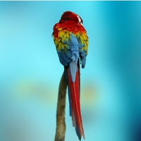 Colorful Parrot