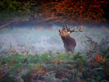 Wild Deer - beautiful, wild, deer, picture