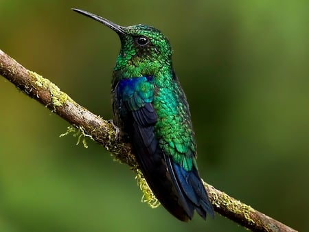 Humming Bird - bird, picture, beautiful, humming