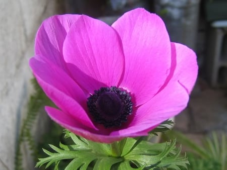 Anemone in Full Bloom - leaves, flower, purple, petals