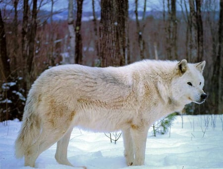 The Arctic Hunter - majestic, wolf, canine, snow, dog, pack, mythical, the pack, grey wolf, timber, canis lupus, wolf wallpaper, wild  animal black, abstract, winter, spirit, beautiful, friendship, wolf pack, howl, howling, wolves, grey, white, nature, the arctic hunter, lobo, lone wolf, arctic, solitude