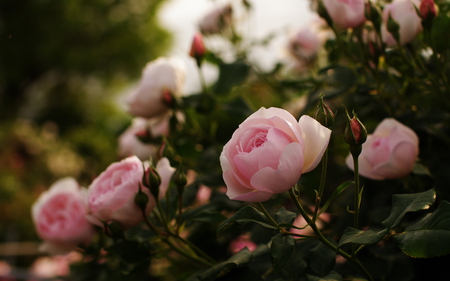 PINK FLOWERS