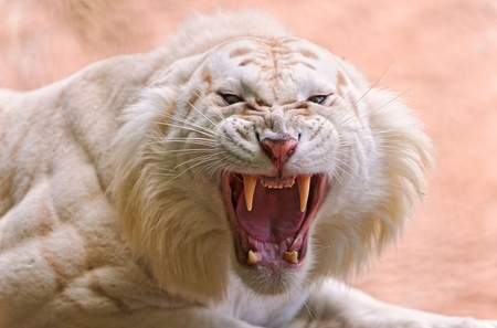 White Tiger - wallpaper, animal, tiger, big cat, albino, rare, anger, wild, white tiger