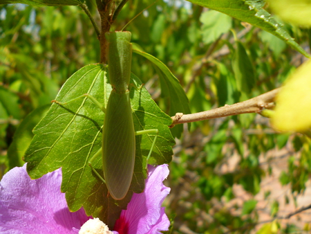 praying mantis - pants, bug, camouflage, hybisus, insect, green