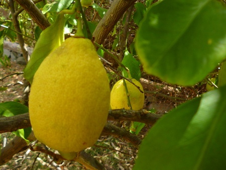 lemons - nature, yellow, tree, lemons, backyard