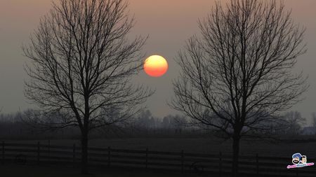 When The Sun Goes Down - pretty, trees, sunset, down, sun, sky