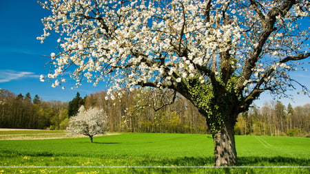 Beautiful View - grass, tree, beautiful, sky