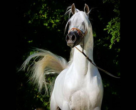 Magnificant - arabian, white, black background, green, stallion