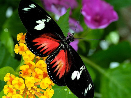 Garden beauty - white, red, garden, purple, butterfly, black, flowers, yellow