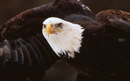 Eagle - animal, wildlife, eagle, bird