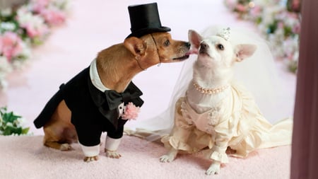 *Doggie Wedding* - wedding, bride, brown, groom, dogs, chihuahua, flowers, cute, dress