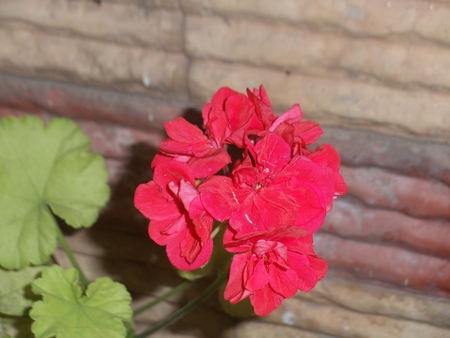 Flower with Shadows - wonderfull, pretty, flower, shadow