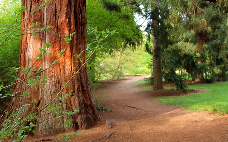 Take Me Away - away, forest, brown, green