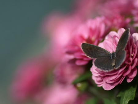 Pink flower with butterfly - flower