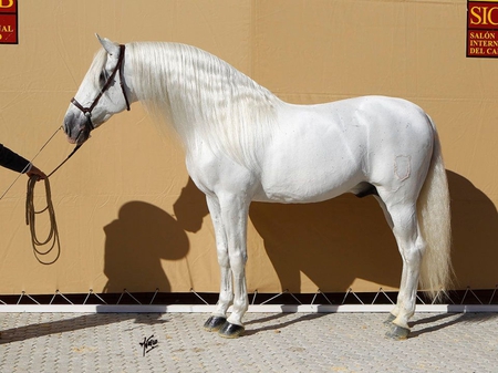 Breathtaking Beauty - white, horses, silver, spanish, grey, andalusian