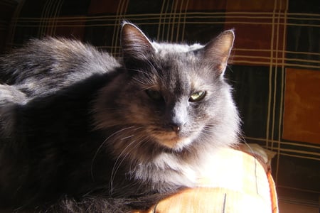 Natasha - cute, cats, beauty, grey