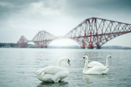 Swans - white, swans, river, bridge, birds