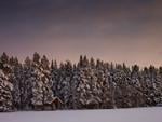 Snow Field Before Forest.