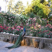 rose garden and peacock