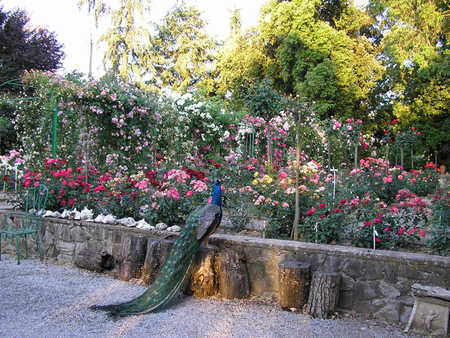 rose garden and peacock - garden, roses, nature, peacock