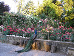 rose garden and peacock