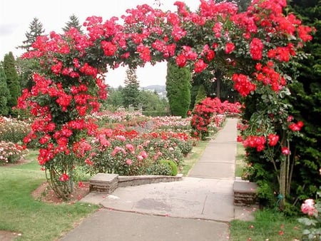 rose arch - red, garden, roses, arch, nature