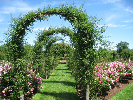 garden - arches, roses, flowers, nature, arbors