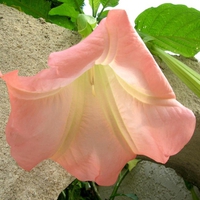 fleur