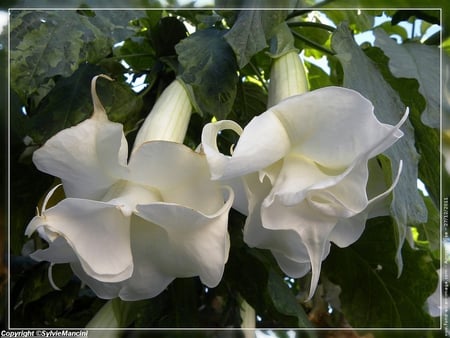 fleurs-de-datura - tres, blanche, fleur, jolie