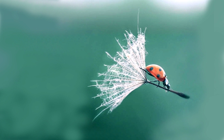 Slow Descent - seed, head, ladybird, ladybug