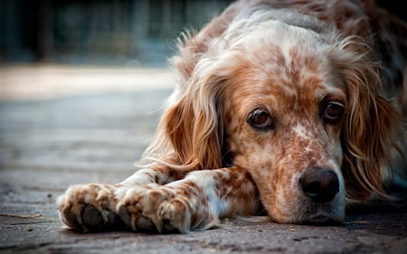 Sad Dog - waiting, sad, dog, friend, animals