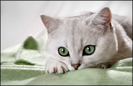 Beautiful green Eyes - eyes, cats, animals, beautiful