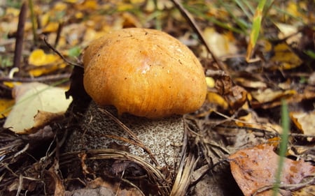 Mushroom - fungus, nature, mushroom, forest, leaf